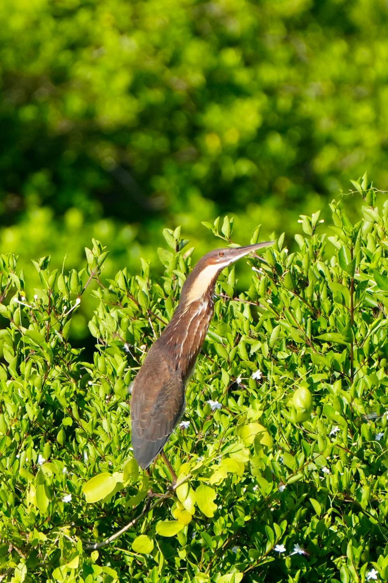 Hotel Bundala Flamingo Cotteges Hambantota Esterno foto